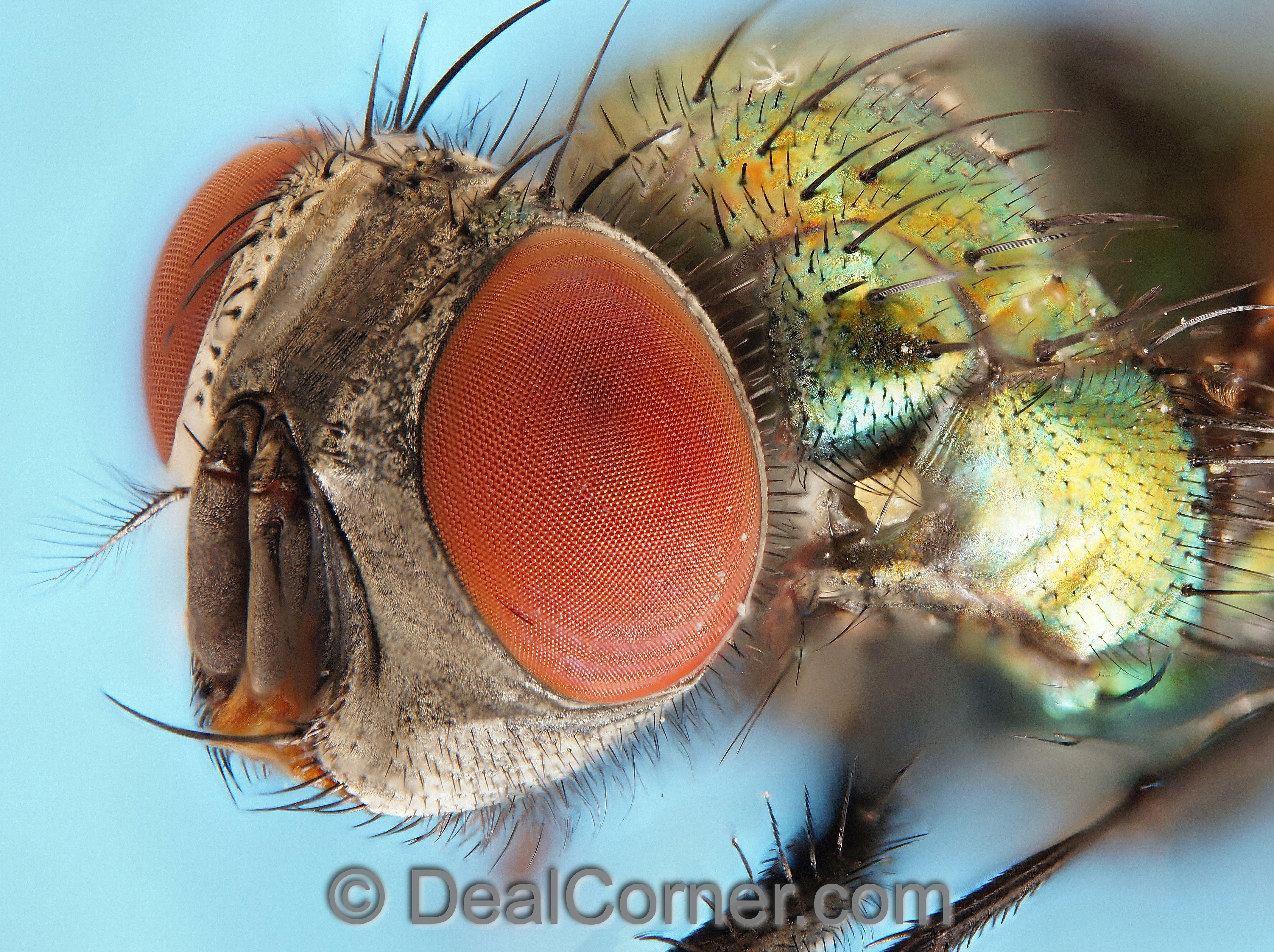 fly under microscope