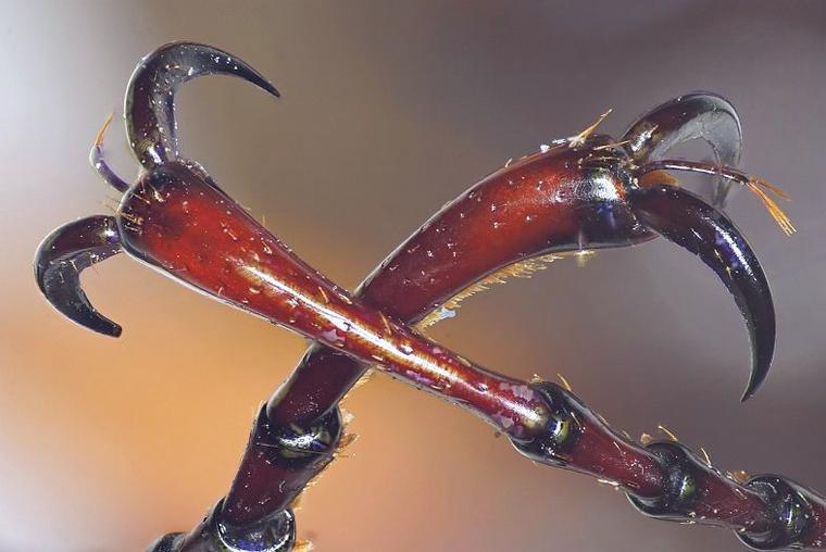 Beetle Claws Under Microscope, Under Stereo Zoom Microscope, Taken with Sony DSLR Camera