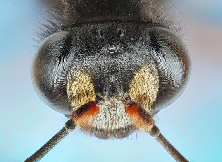 Head of Black Wasp Under Microscope, Under Stereo Zoom Microscope, Taken with Sony DSLR Camera