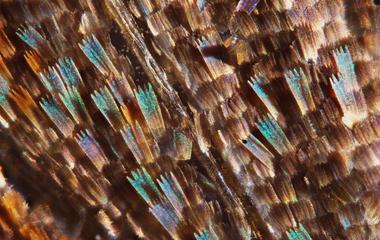 Butterfly Wing Crystals Under Microscope, Reflected Light Microscope, Taken with Sony DSLR Camera