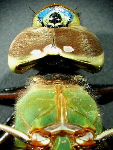 Dragon Fly Under Microscope, Under Stereo Zoom Microscope, Taken with Nikon Digital Camera