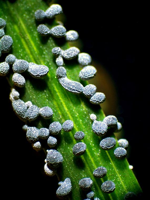 Fungus on Blade of Grass Under Microscope, Under Stereo Zoom Microscope, Taken with Canon DSLR Camera