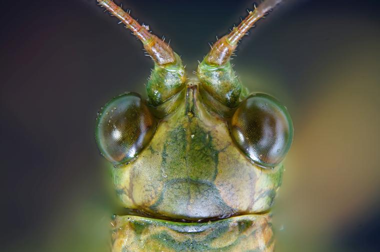 Grass Hopper Under Microscope, Under Stereo Zoom Microscope, Taken with Sony DSLR Camera