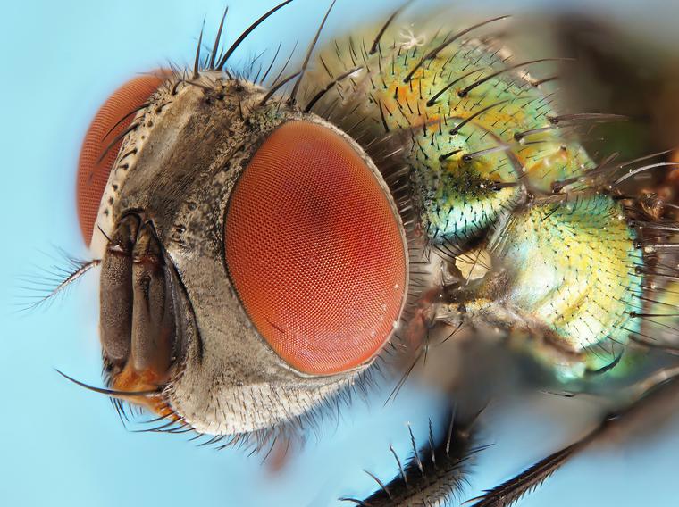 House Fly Under Microscope, Under Stereo Zoom Microscope, Taken with Sony DSLR Camera