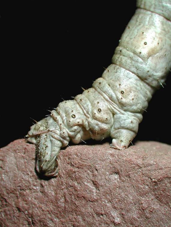 Inch Worm on Rock Under Microscope, Under Stereo Zoom Microscope, Taken with Nikon Digital Camera