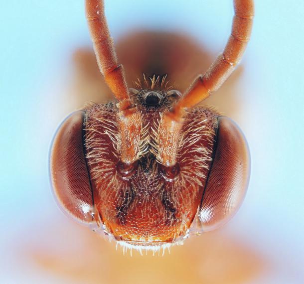 Red Bee Under Microscope, Under Stereo Zoom Microscope, Taken with Sony DSLR Camera