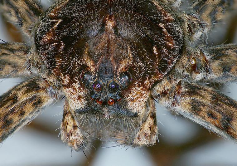 Spider Under Microscope, Under Monotube Microscope, Taken with Nikon Digital Camera