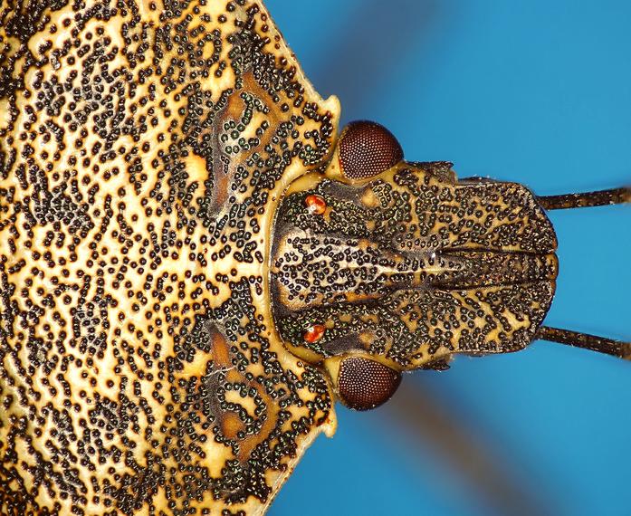 Stink Bug Under Microscope, Under Monotube Microscope, Taken with Nikon Digital Camera