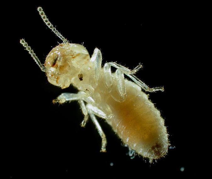 Termite Under Microscope, Dark Field Microscope, Taken with Nikon Digital Camera