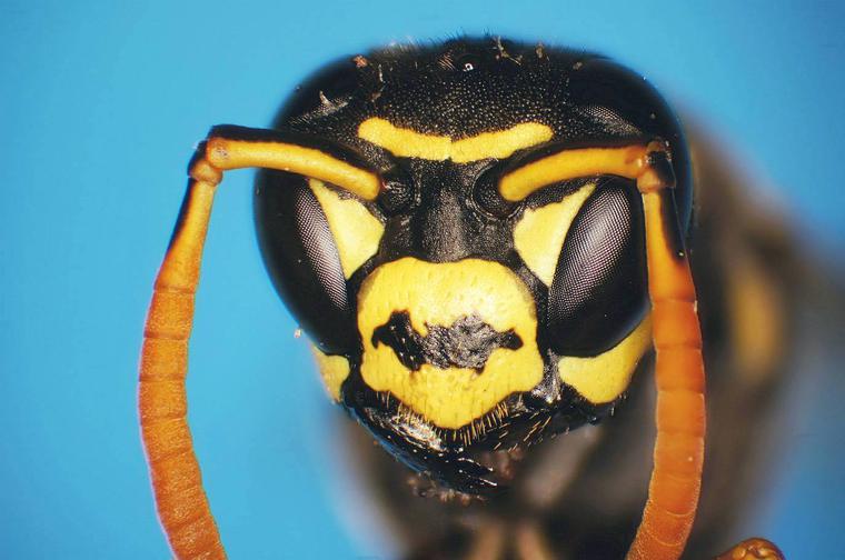Yellow Jacket Under Microscope, Under Stereo Zoom Microscope, Taken with Sony DSLR Camera